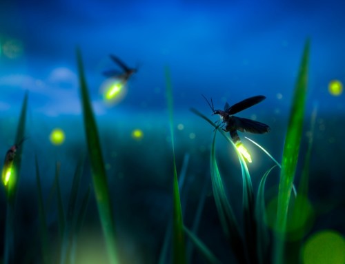 Imagination in Dark Times – Lessons from a Firefly